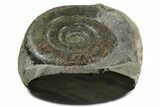 Jurassic Ammonite (Dactylioceras) Fossil - England #351167-1